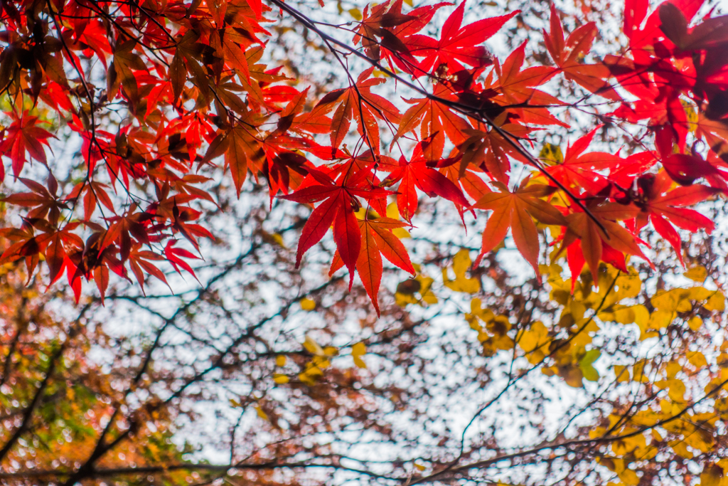 雄淵雌淵の紅葉-2