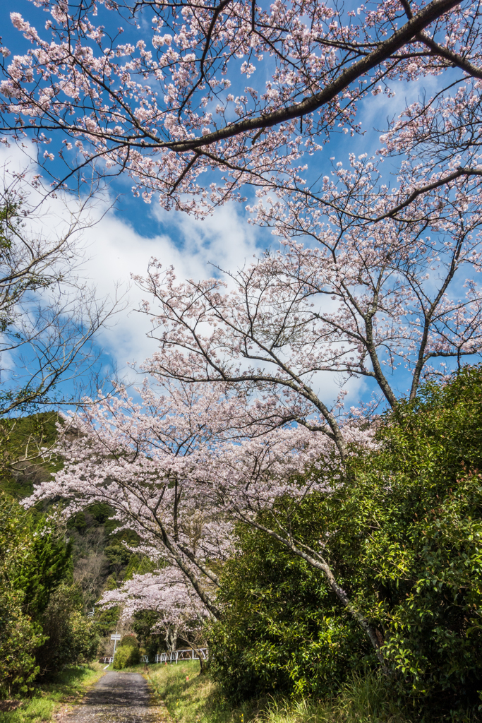 厳木ダムの桜-2