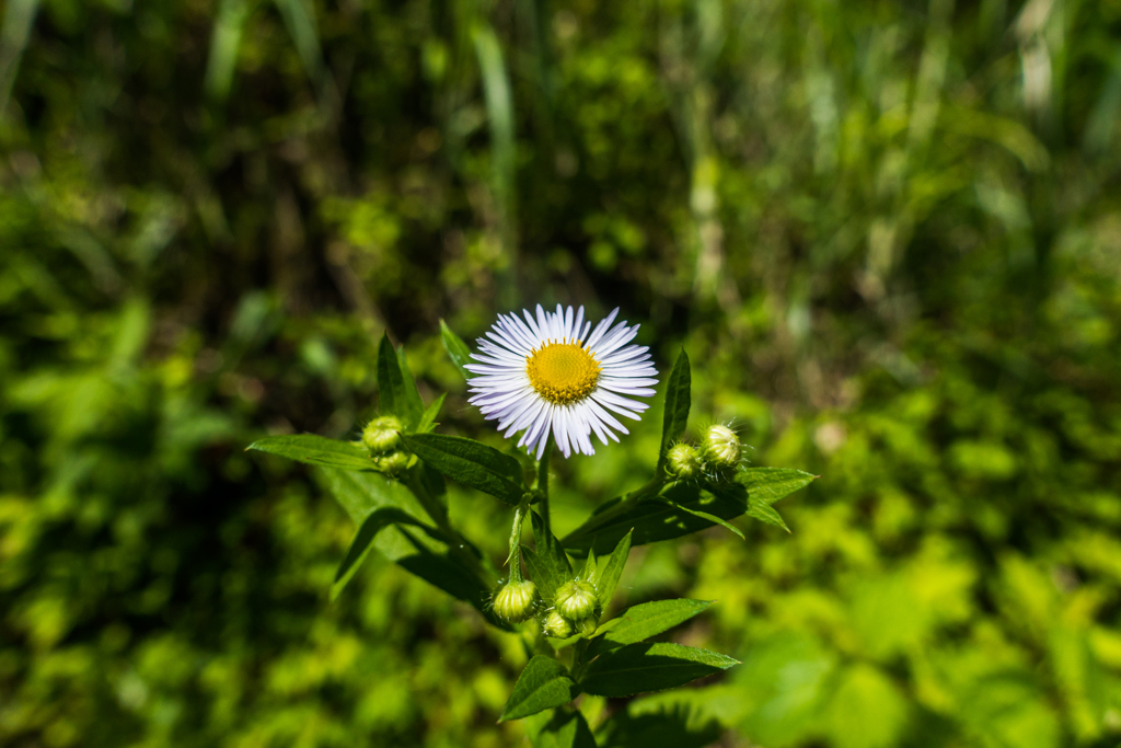 ヒメジョオン