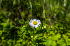 ヒメジョオン