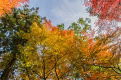 多久若宮八幡宮の紅葉-3