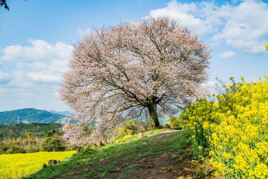 馬場の山桜-5