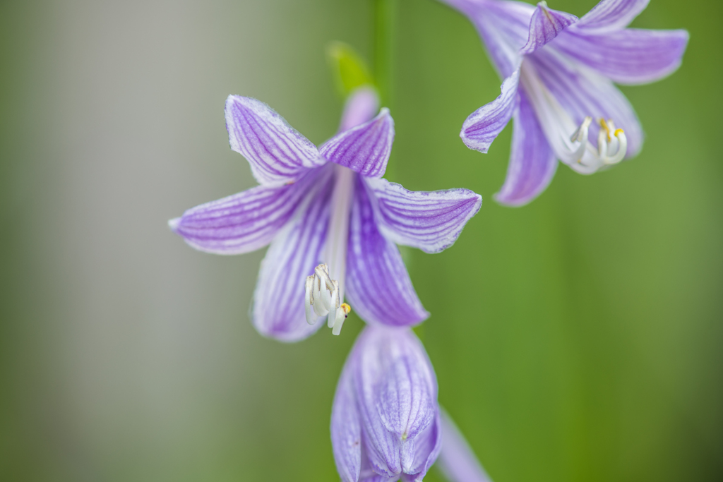 コバギボウシ