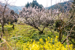 梅と菜の花