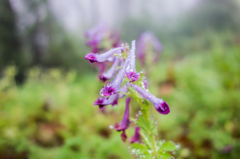 ムラサキケマン