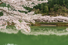 庭木ダムの桜-5