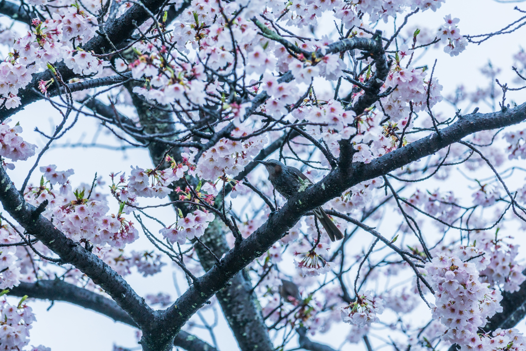 桜とヒヨドリ