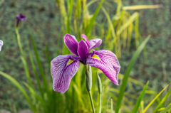 堀端の花菖蒲-5