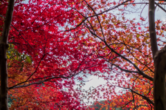 雄淵雌淵の紅葉-3
