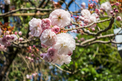 江里山の八重桜-2