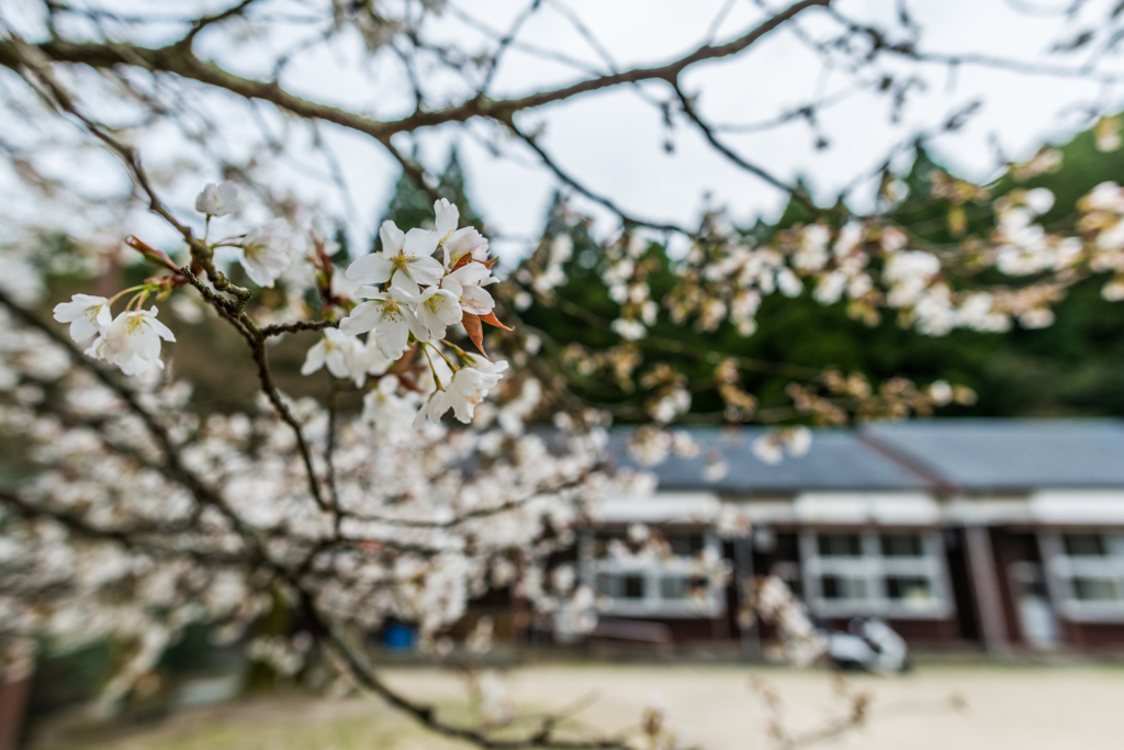 旧久保山分校の山桜-5