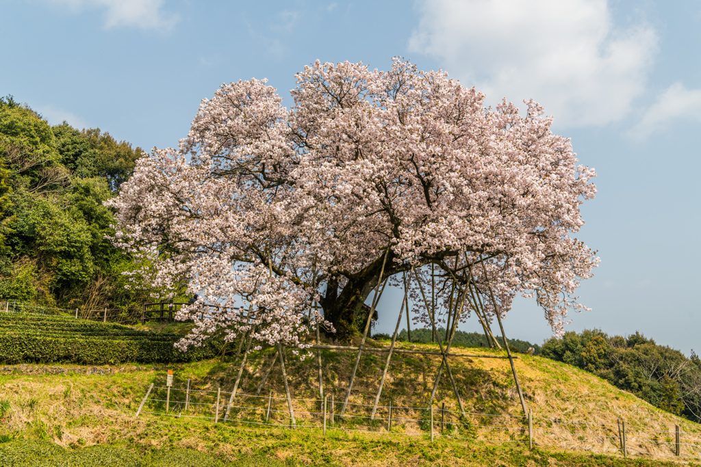 吉田の百年桜-3