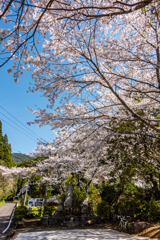 江里山入口のサクラ