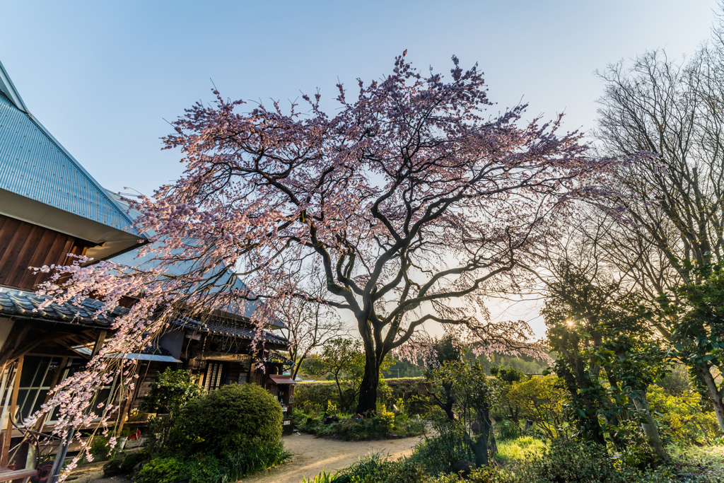 宝珠寺のヒメシダレ-8