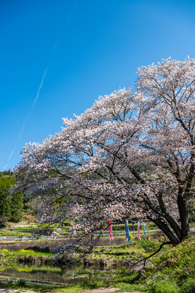 ジラカンス桜-4