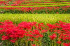 赤、緑、赤、緑、...