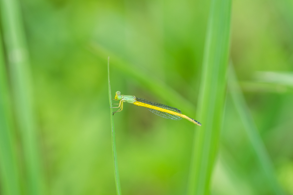 キイトトンボ♂