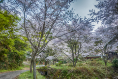 林道の桜並木-3