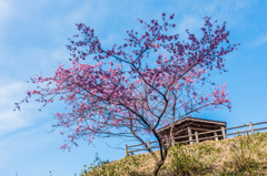 江里山の桜 江里山の桜