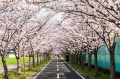 桜のトンネル