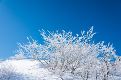 久住の霧氷-1