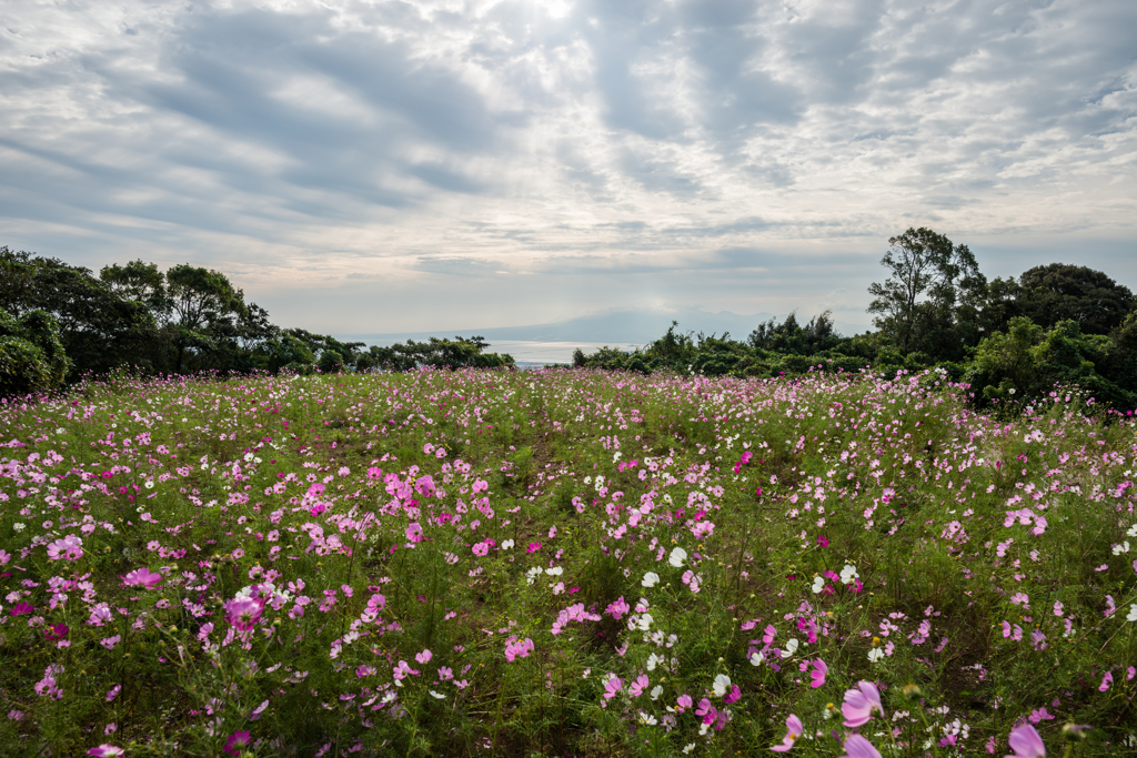 白木峰高原コスモス園-5