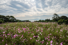 白木峰高原コスモス園-5