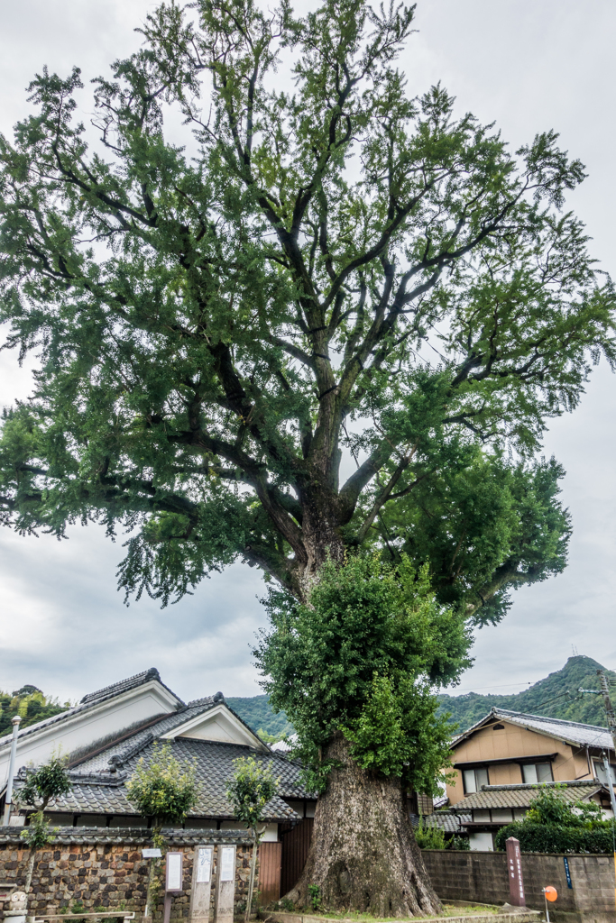 泉山の大公孫樹