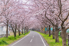 桜のトンネル-1 桜のトンネル-1