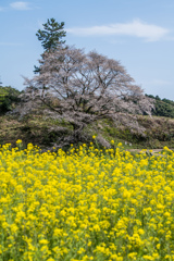 ジラカンス桜-5