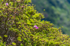 国見岳手前のミヤマキリシマ