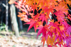 天山林道の紅葉-2