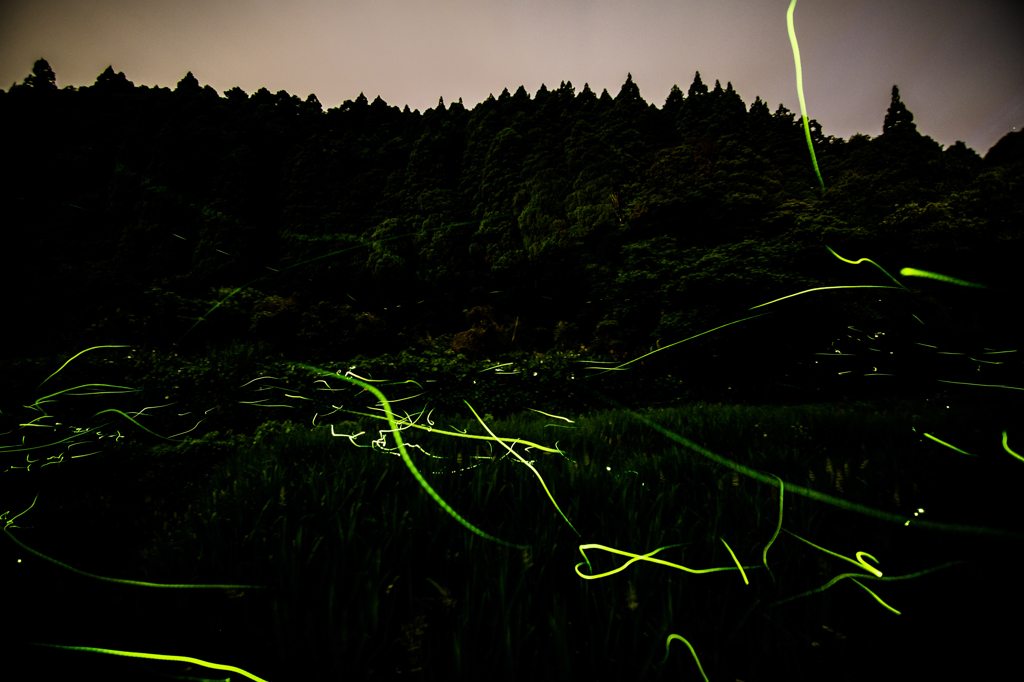 蛍_2016.05.26-4