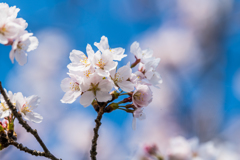 サイクリングロードの桜-5