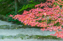 松尾宮の紅葉_2014.11.20-1