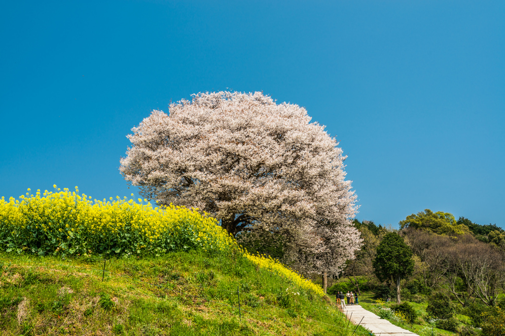 馬場の山桜-8