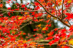 竜門峡の紅葉-7