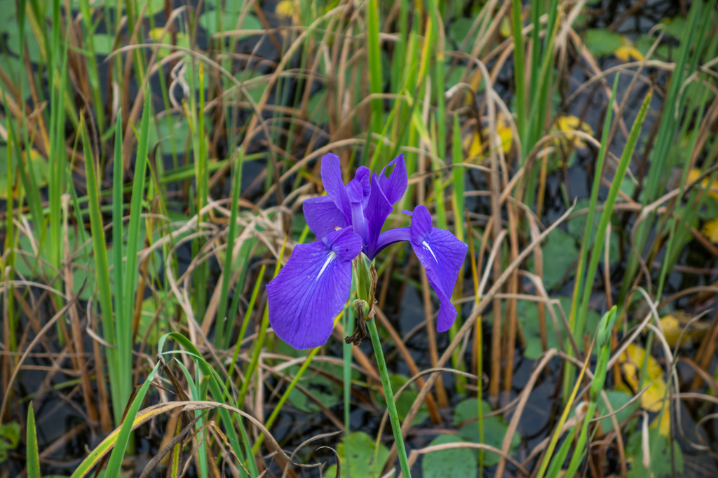 カキツバタ