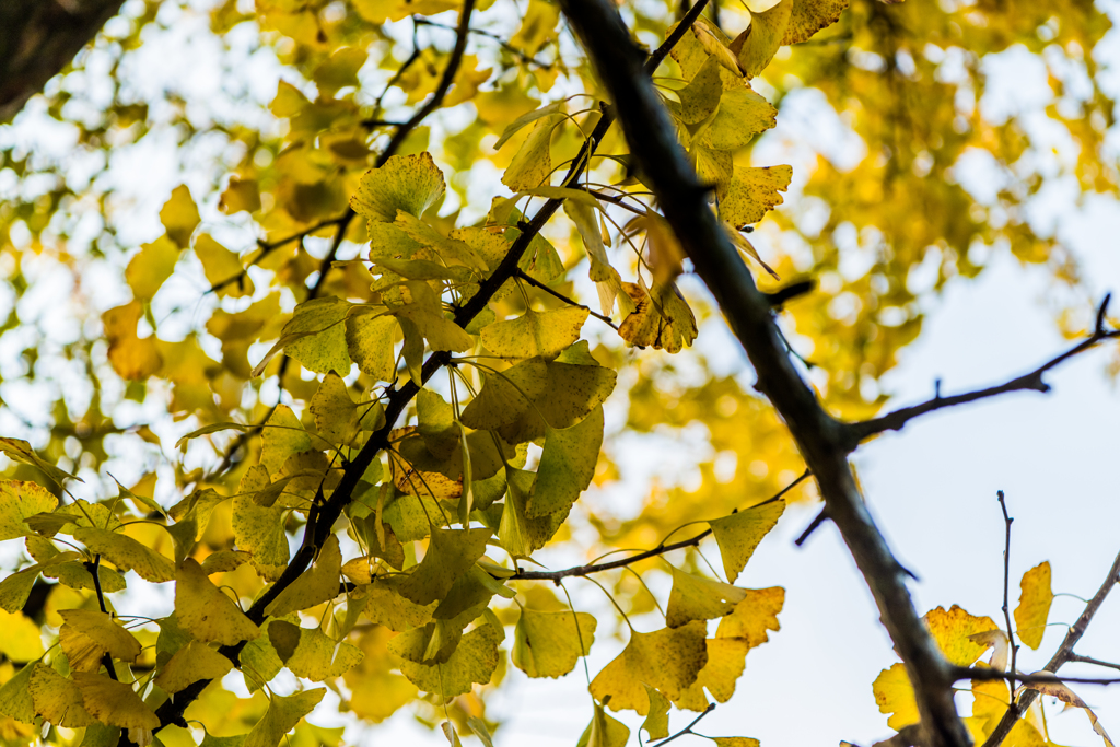 下城の大イチョウ-3
