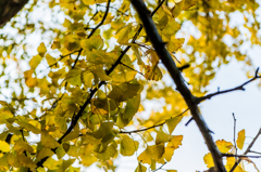 下城の大イチョウ-3