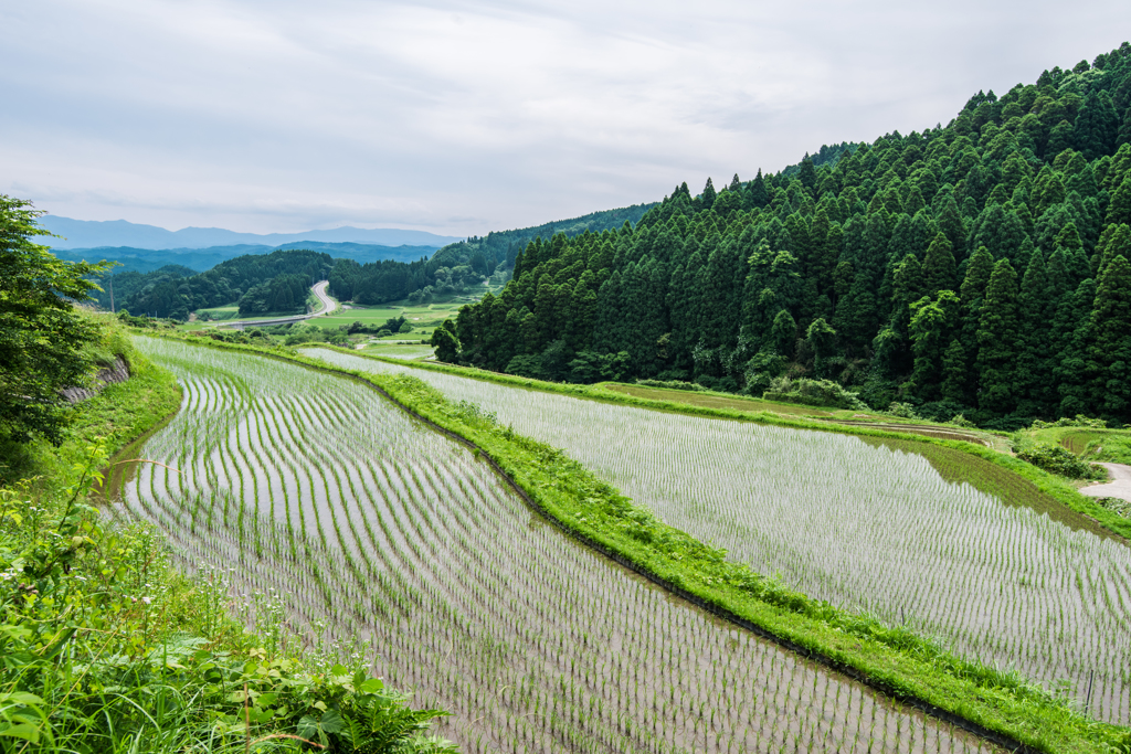 西の谷の棚田-2