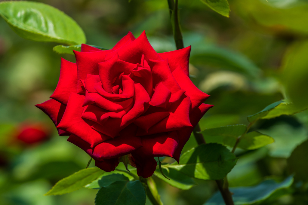 真紅のバラ 2 By Koichifun Id 写真共有サイト Photohito