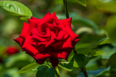 真紅のバラ-2