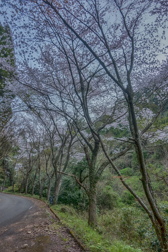 林道の桜並木-1