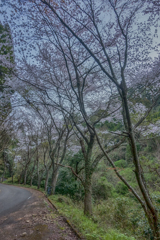林道の桜並木-1