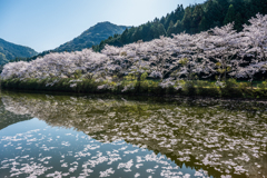 赤穂山の桜-2