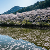 赤穂山の桜-2