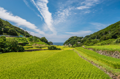 春日の棚田-1