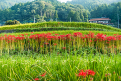 江里山の彼岸花-3