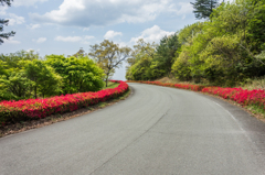 つつじ並木